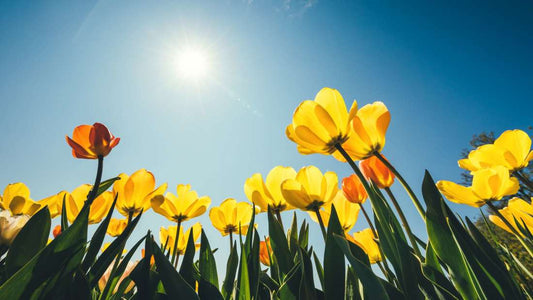 Happy First Day of Spring!!!